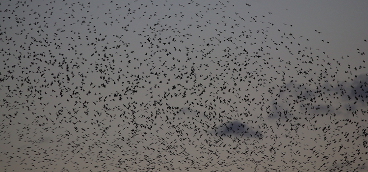 A image of starling murmuration at dusk